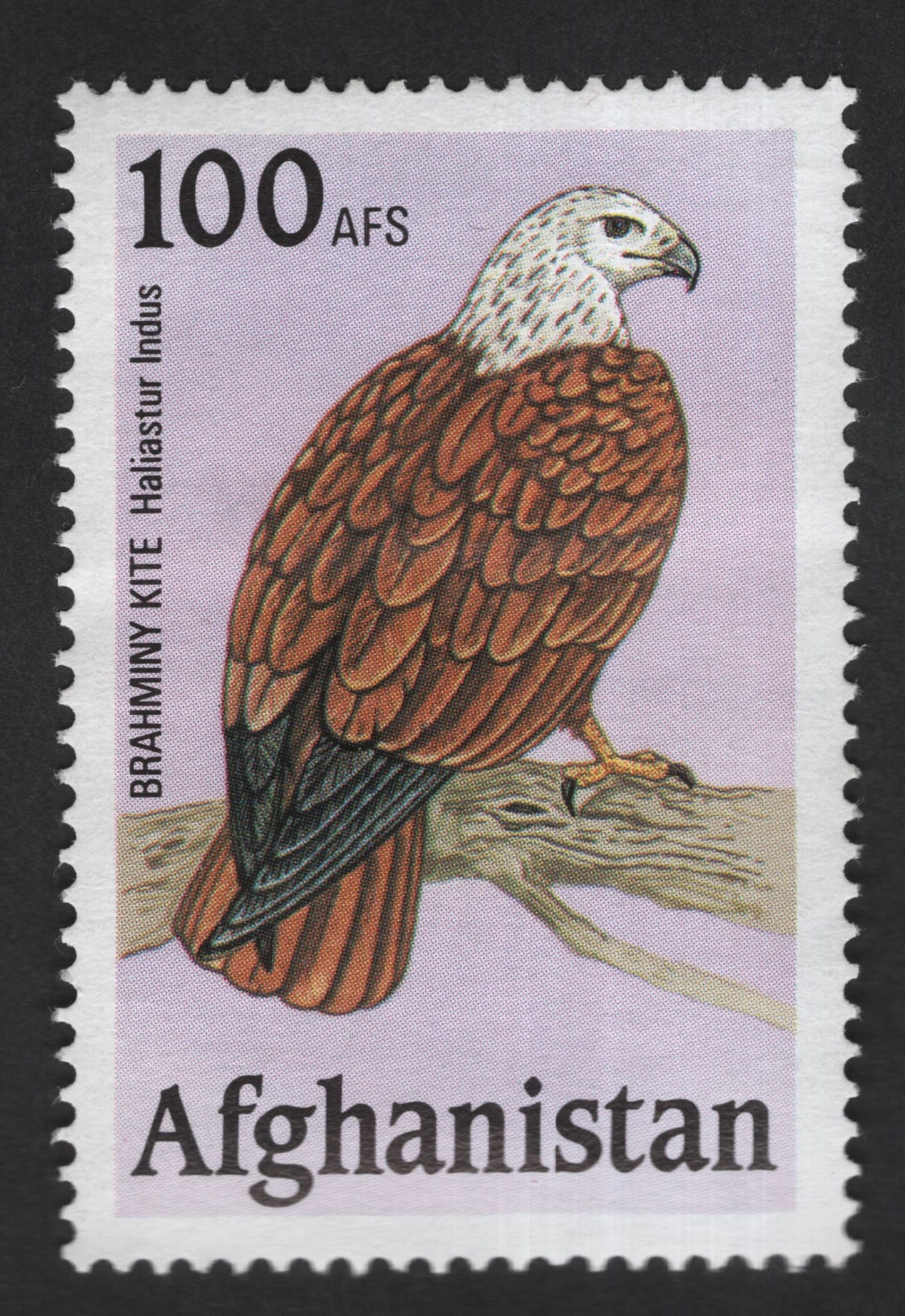 SCG12833 - Afghanistan 100 Afs Brahminy Kite (Haliaster indus) Wildlife Stamp
