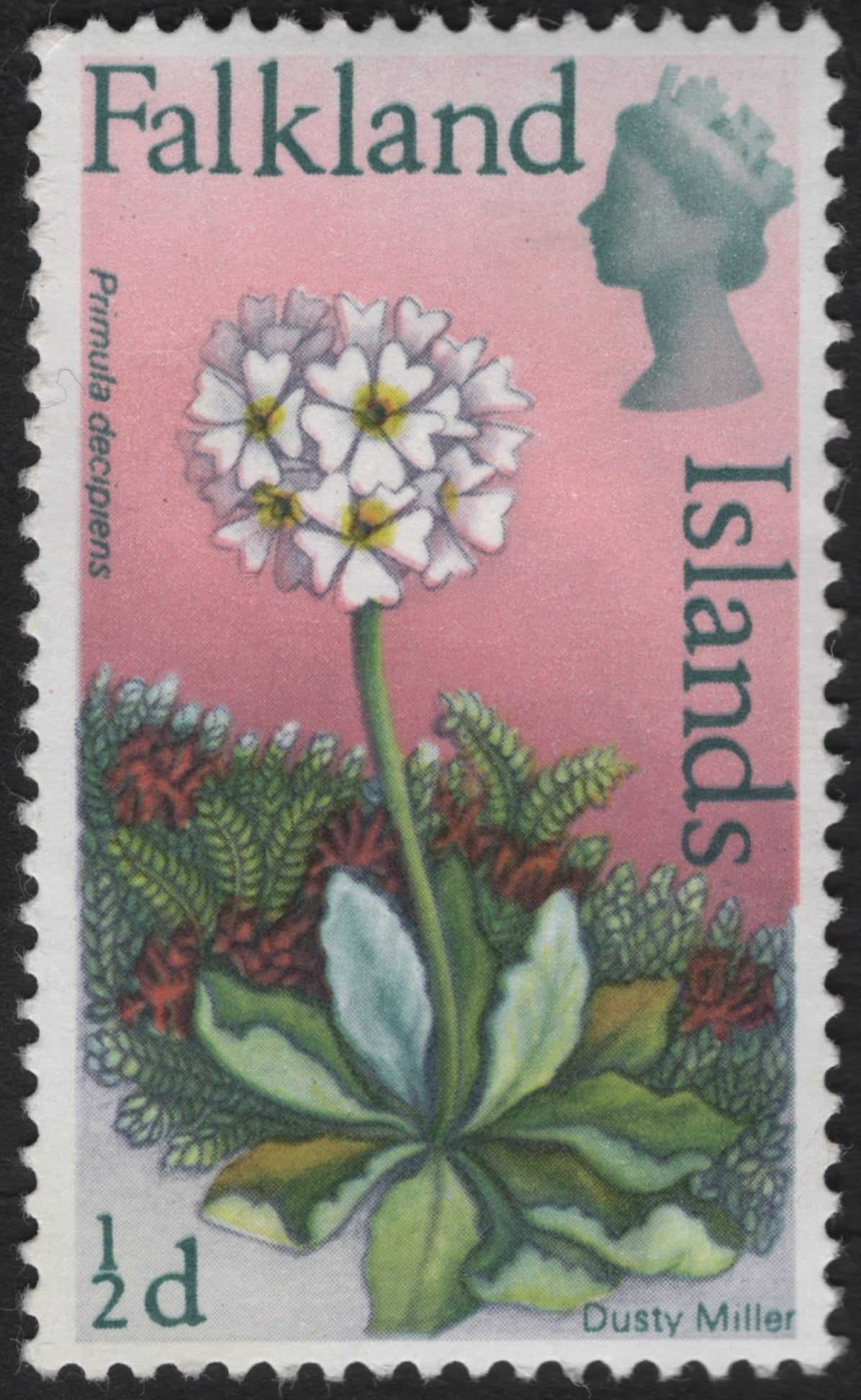 SCG8526 - Falkland Islands – Primula decipiens (“Dusty Miller”)