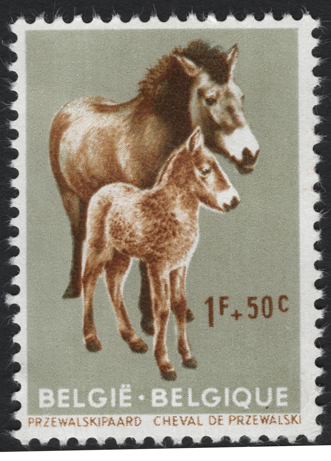 SCG8309 - Belgium 1960s Endangered Animals Semi-Postal Set