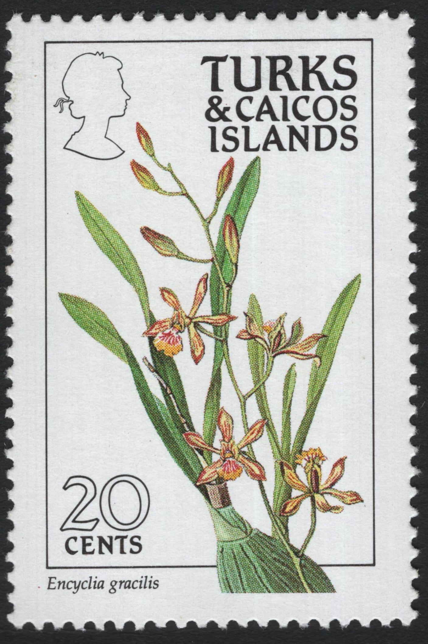 SCG8296 - Turks & Caicos Islands – Encyclia Gracilis Orchid (1970s Issue)