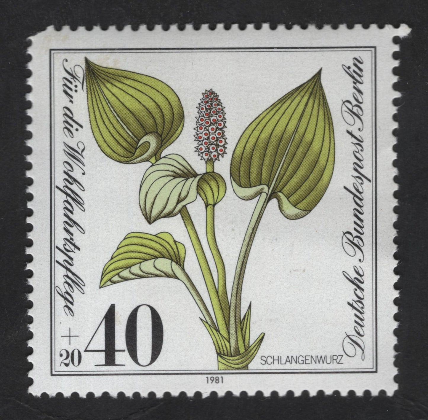 SCG13717 - Germany 1981 Schlangenwurz Charity Stamp (40 + 20 Pfennig) – Botanical Issue