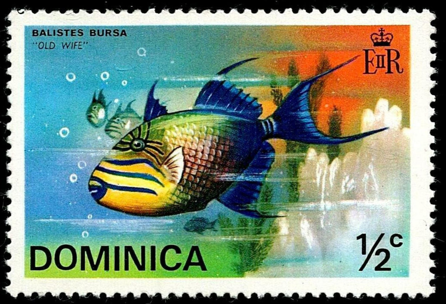 SCG1657 - Dominica ½c Balistes Bursa "Old Wife" Fish Stamp