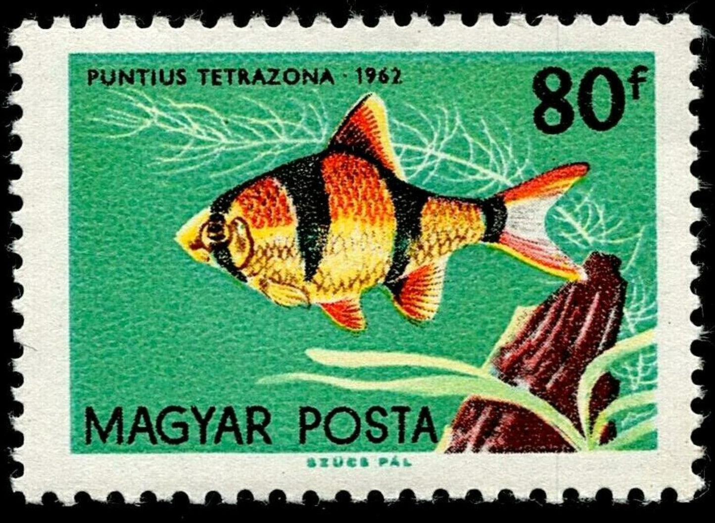 SCG1663 - Hungary 1962 Stamp – Puntius Tetrazona (Tiger Barb)