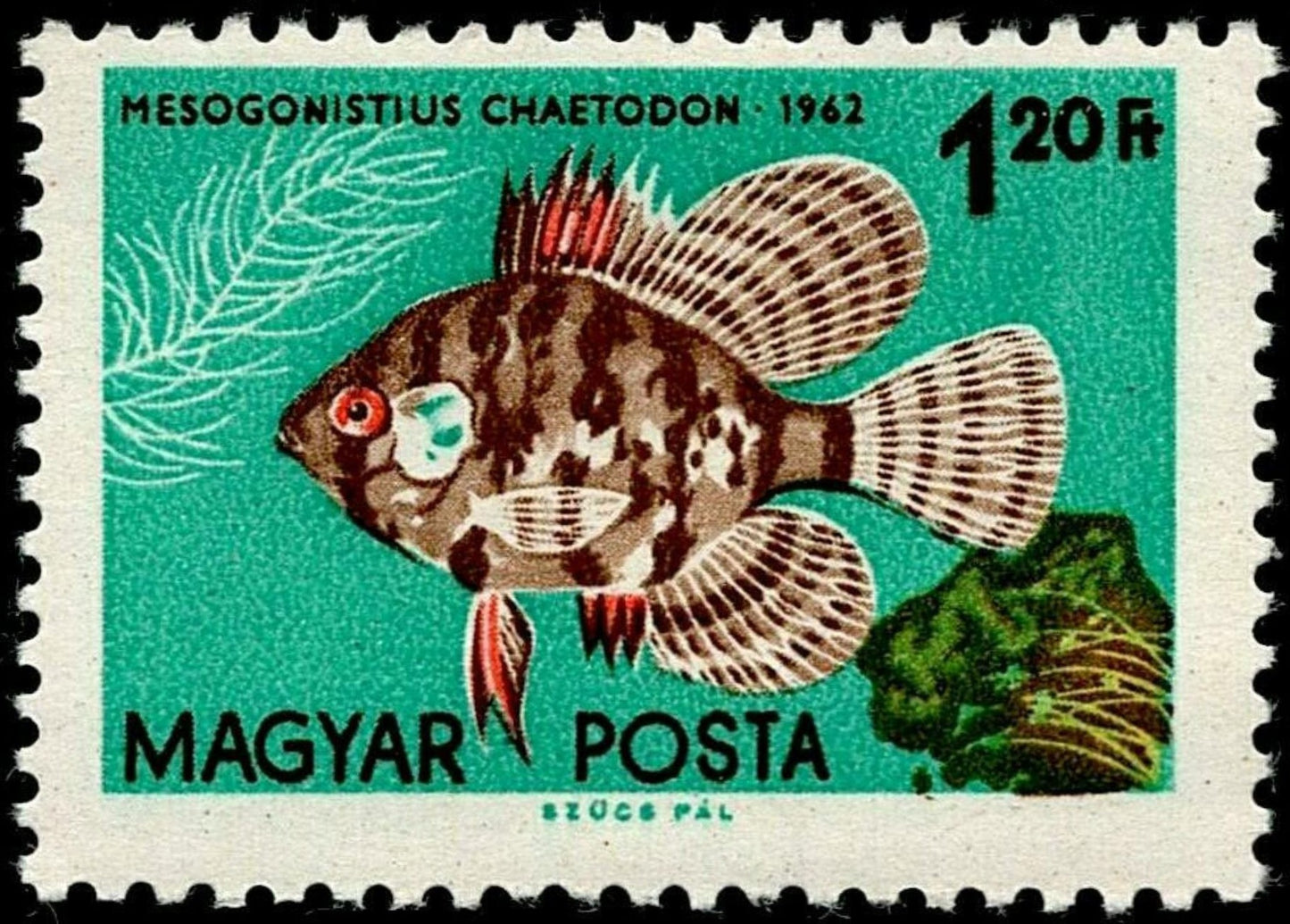 SCG1664 - Hungary 1962 Stamp – Mesogonistius Chaetodon (Cichlid)