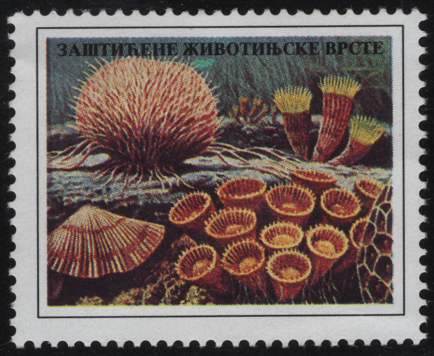 SCG966 - Yugoslavia Stamp – Protected Marine Species