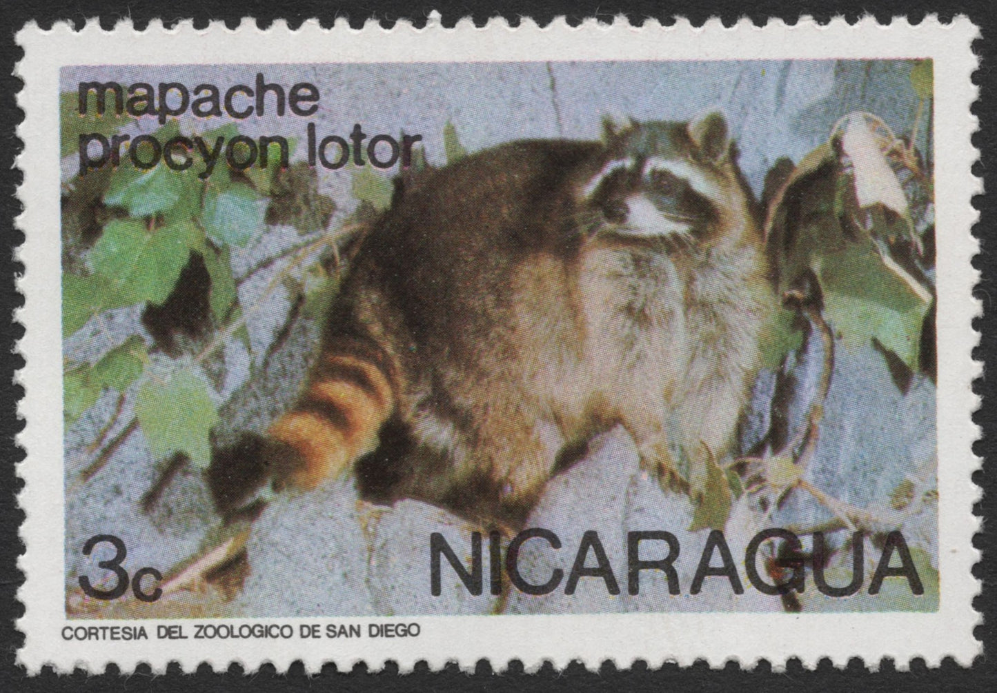 SCG1289 - Nicaragua – Mapache (Raccoon) Wildlife Issue