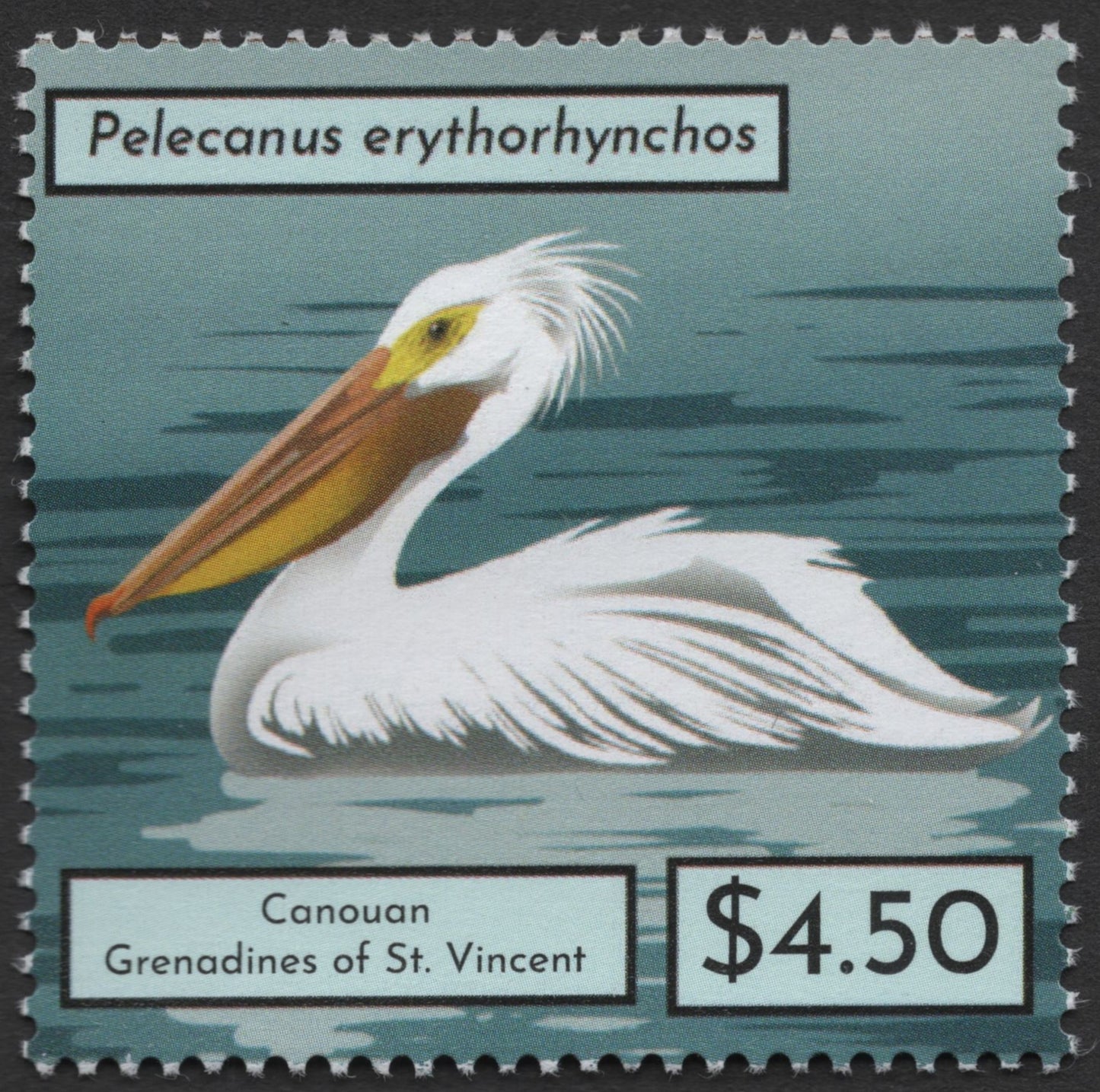 SCG1339 - Canouan – American White Pelican (Pelecanus erythrorhynchos)