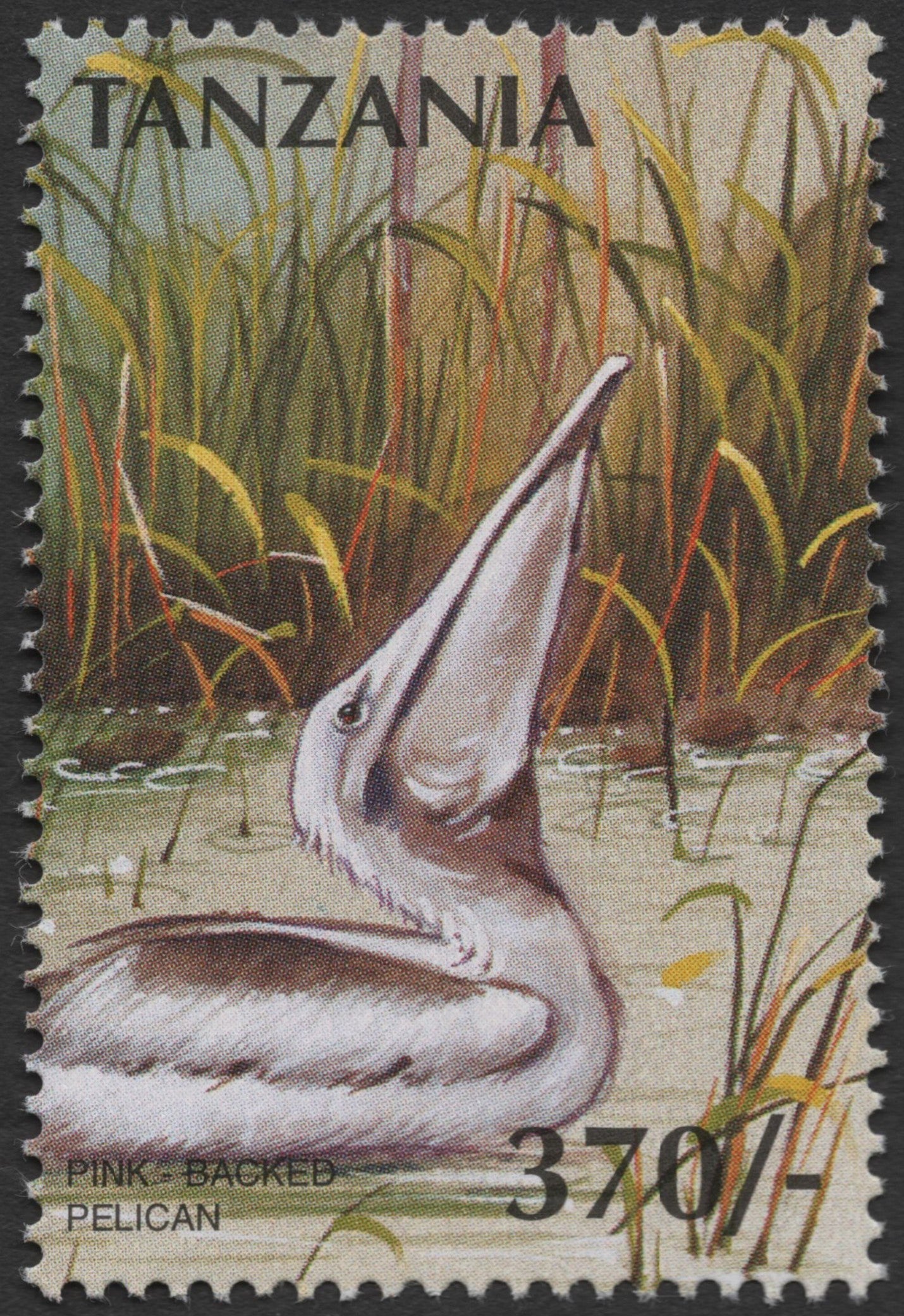 SCG1340 - Tanzania 370 Shillings – Pink-backed Pelican