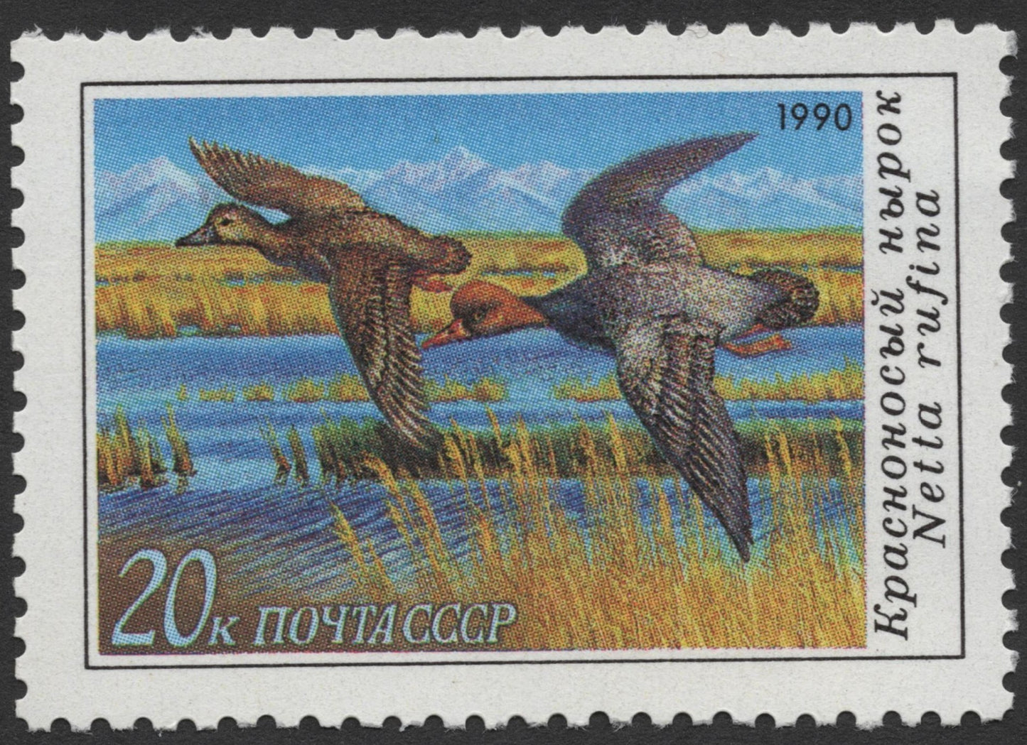 SCG1362 - USSR 1990 – Red-crested Pochard in Flight