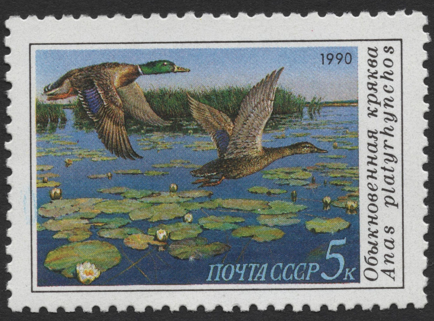 SCG1355 - USSR 1990 – 5 Kopeks Mallard Ducks (Anas platyrhynchos)