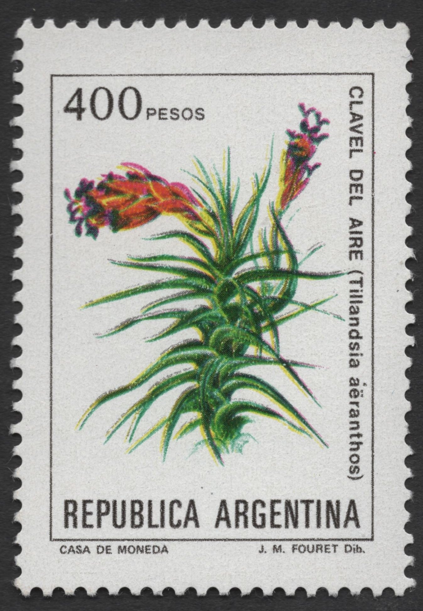 SCG1402 - Argentina – Air Carnation (Tillandsia aeranthos)