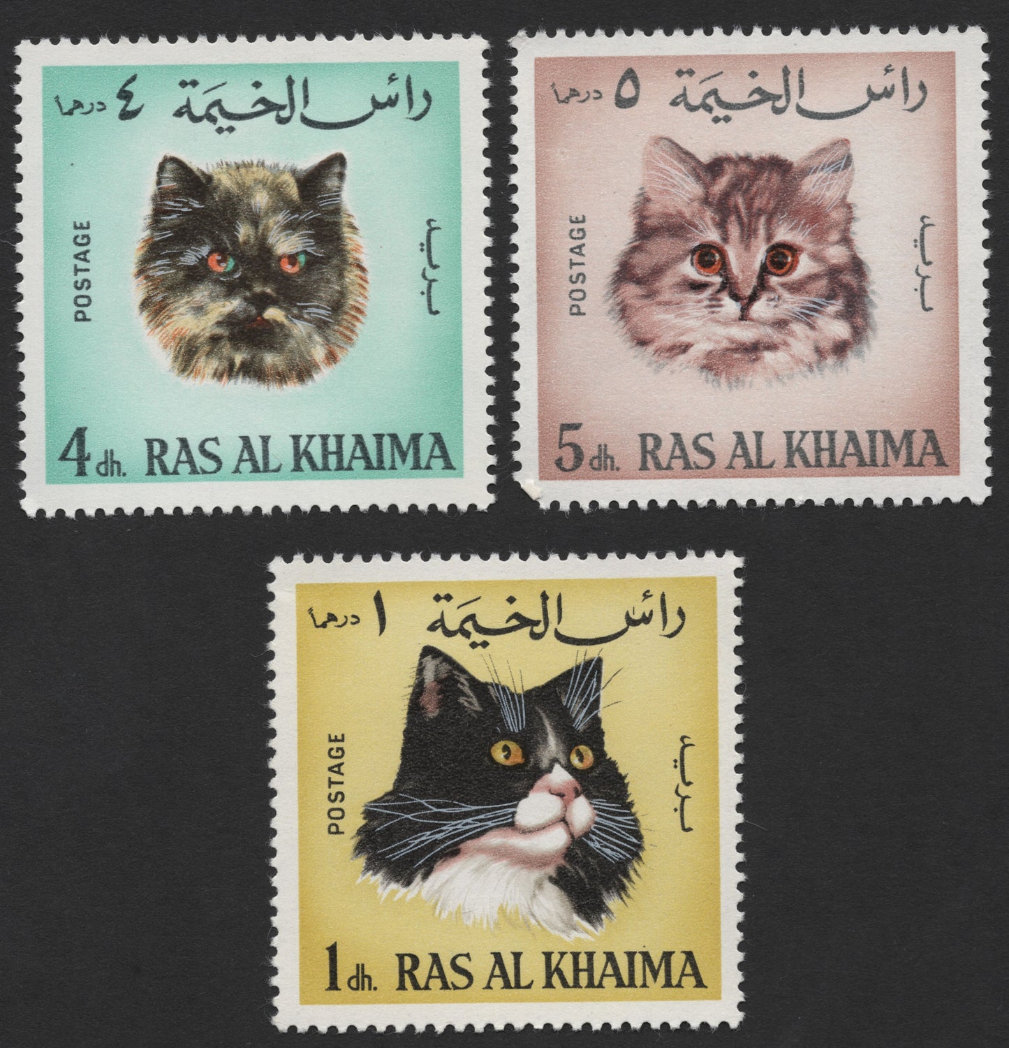 SCG1556 - Ras Al Khaimah Feline Series – Trio of Cat Portraits in Dh Series