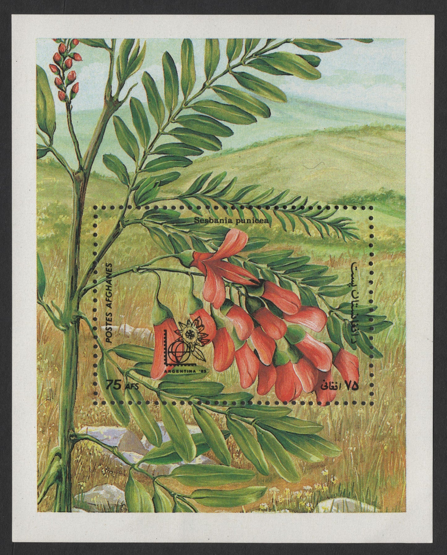 SCG1646 - Afghanistan Botanical Stamp – Sesbania punicea Miniature Sheet