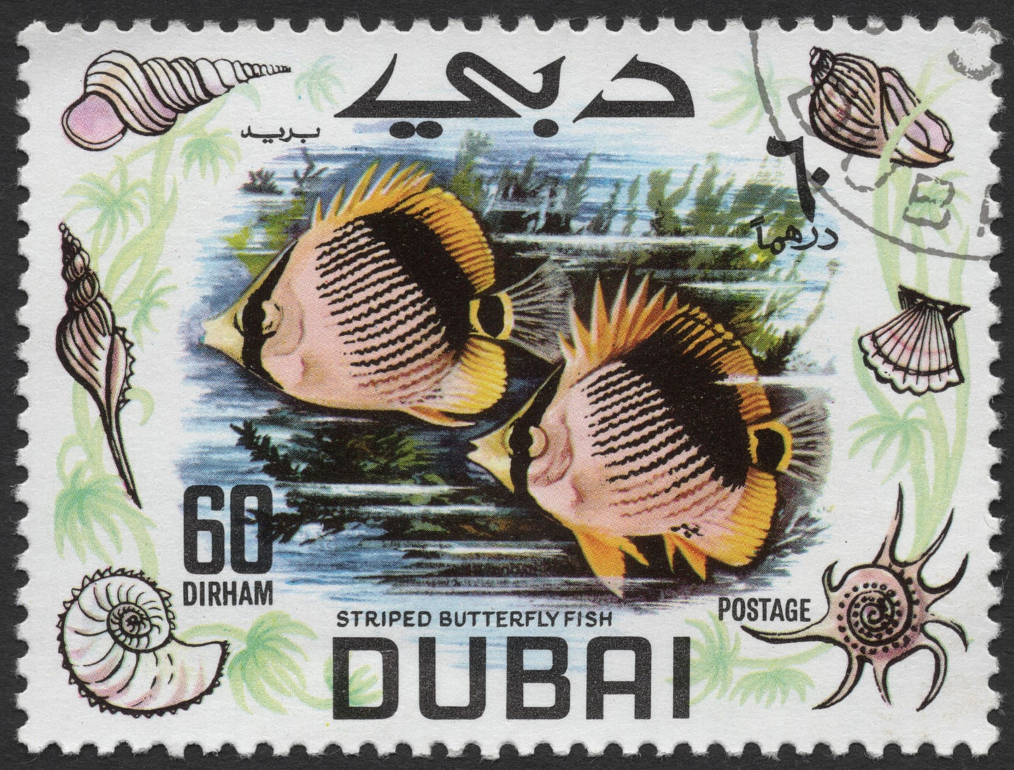SCG1668 - Striped Butterfly Fish – Dubai Marine Life Issue