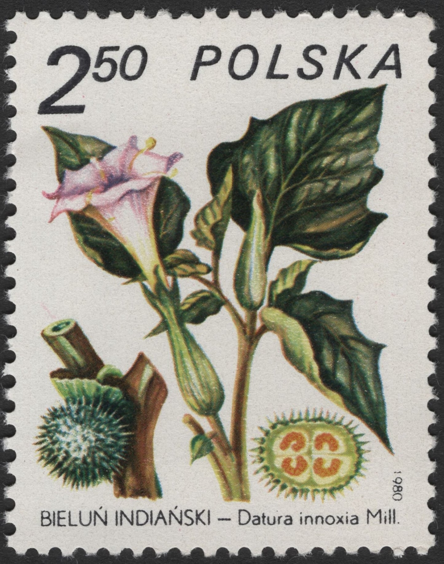 SCG2938 - Poland 1980 – Datura innoxia Stamp