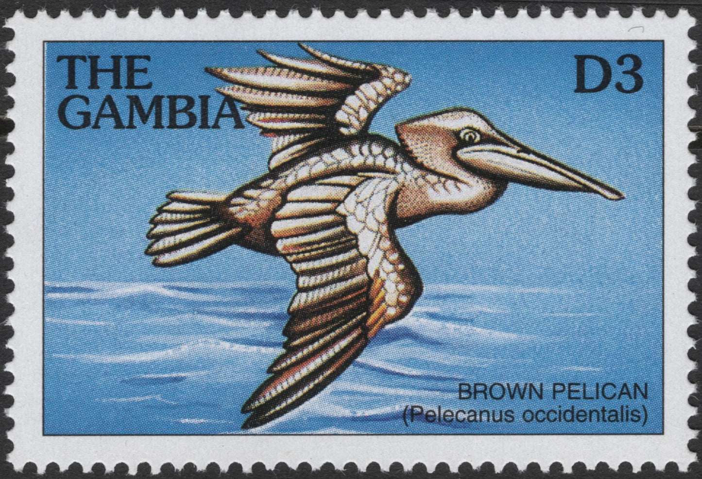 SCG3102 - Gambia Brown Pelican Stamp (Pelecanus occidentalis)