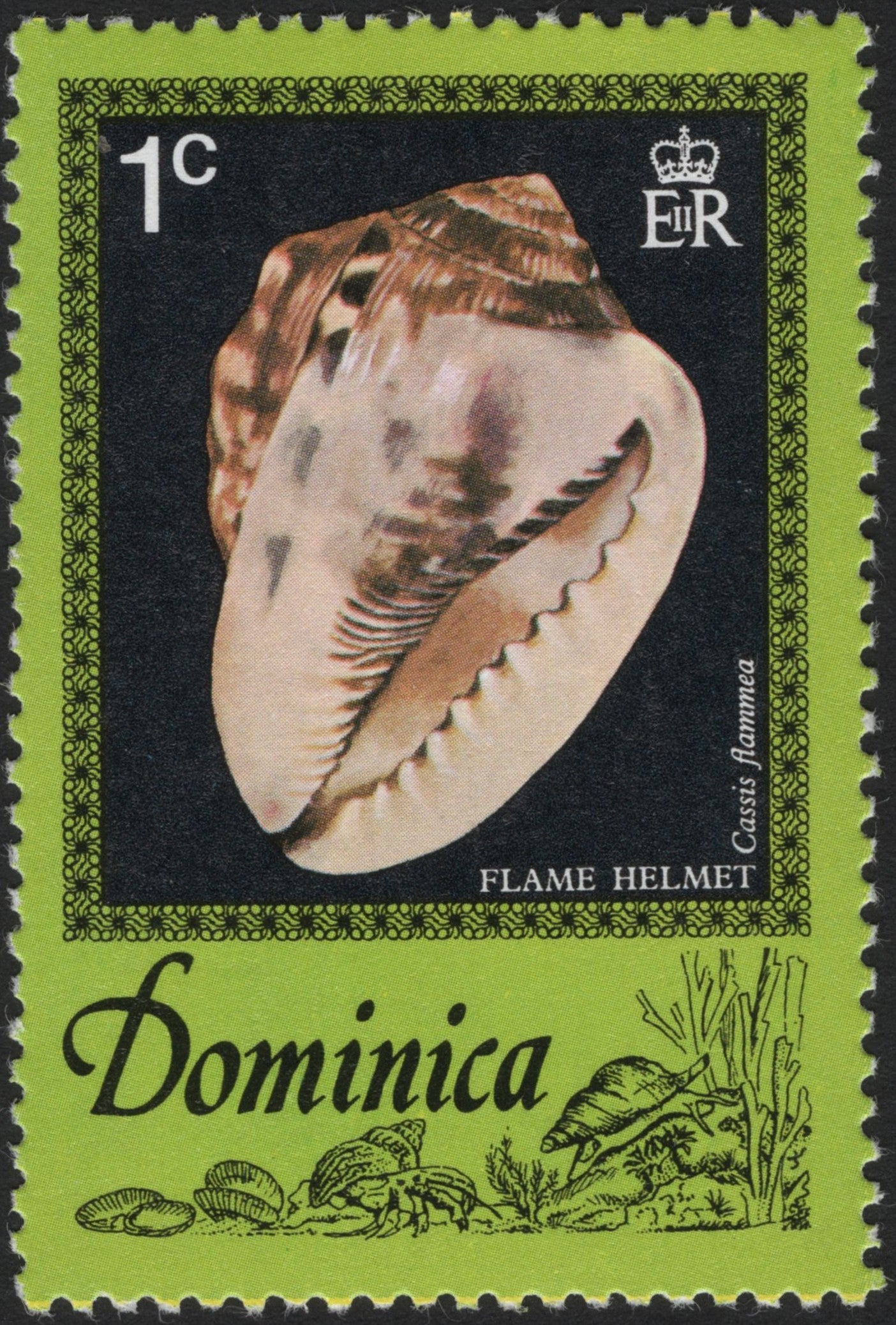 SCG3869 - Dominica 1 Cent – Flame Helmet Shell (Cassis flammea)