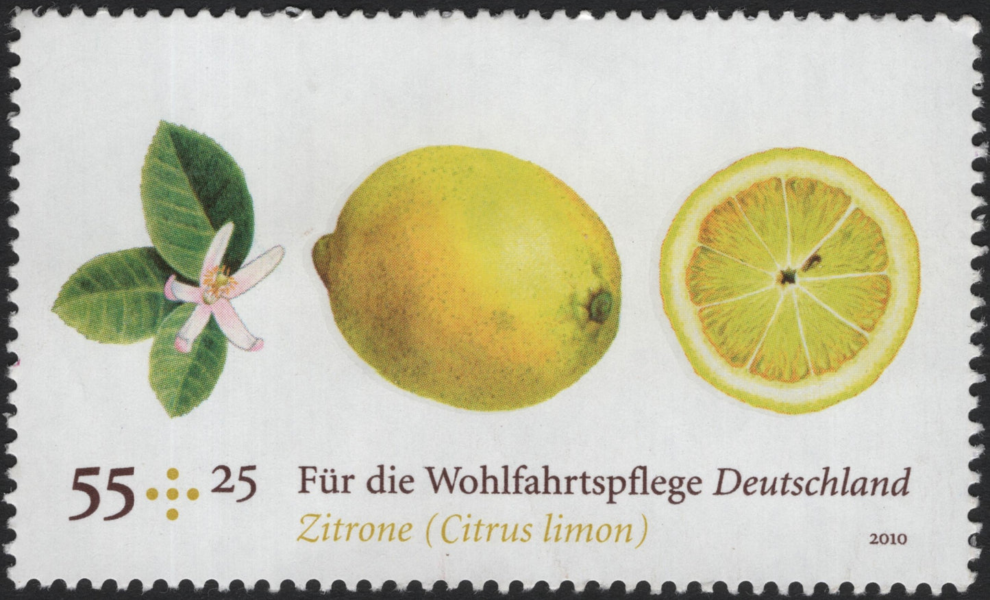 SCG4043 - Germany 2010 – Welfare Issue: Lemon (Citrus limon)
