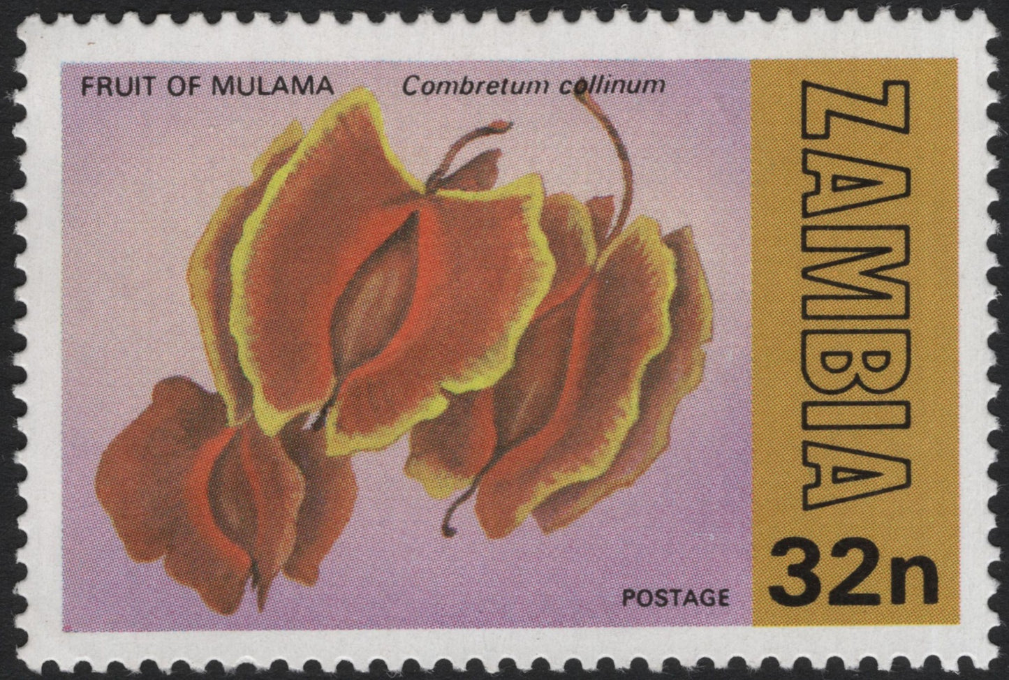 SCG4045 - Zambia 32n – Fruit of Mulama (Combretum collinum)