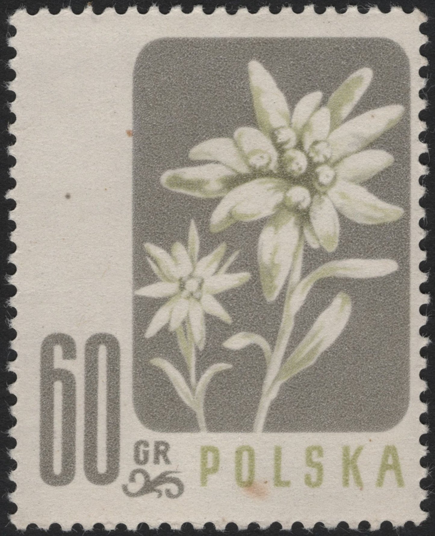 SCG4088 - Poland 1965 – Edelweiss (Leontopodium alpinum)