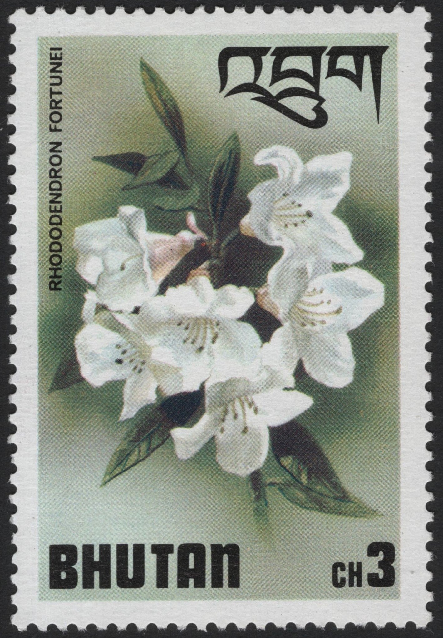SCG4092 - Bhutan – Rhododendron Fortunei (c.1970s)