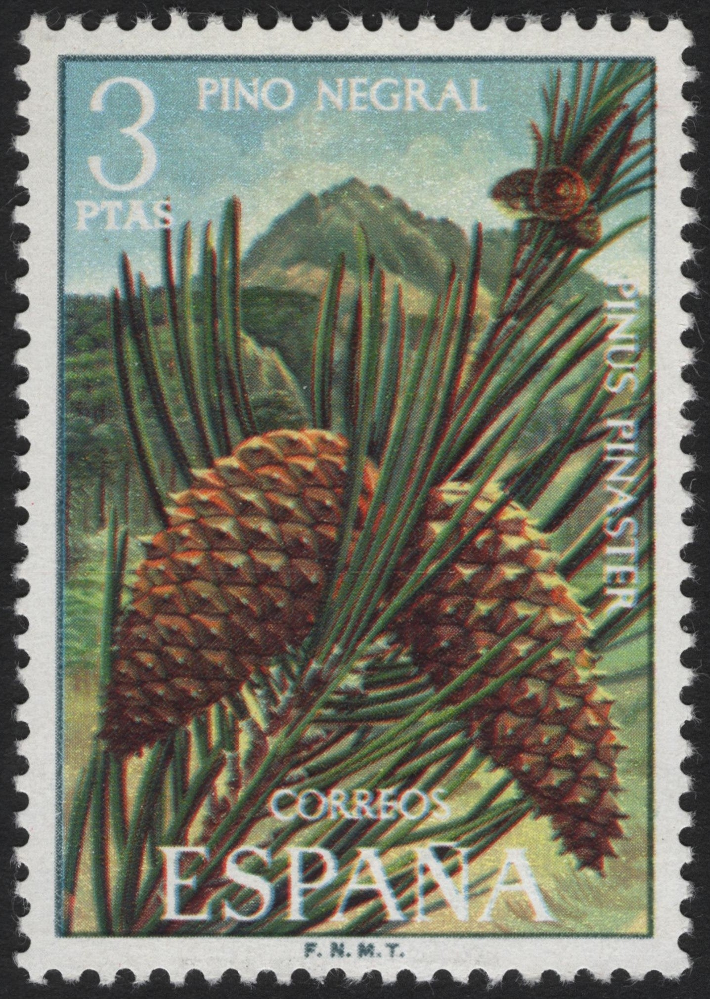 SCG3997 - Spain 1960s Forestry Series – Black Pine (Pinus pinaster)