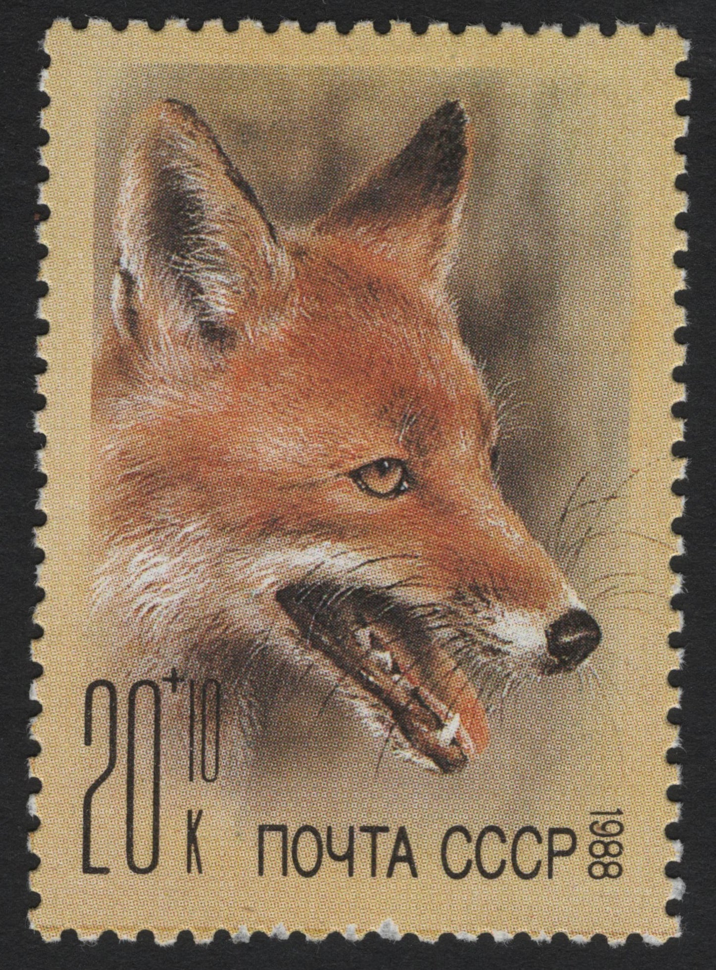 SCG4632 - USSR 1988 Red Fox Semi-Postal Stamp – 20+10 Kopeks