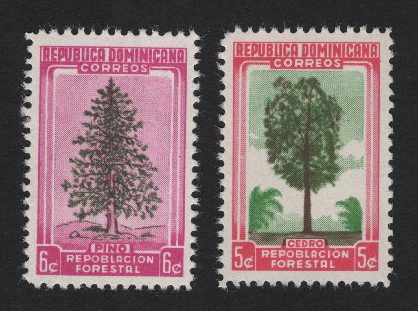 SCG5242 - Dominican Republic – Forest Reforestation Issue (Pine & Cedar)