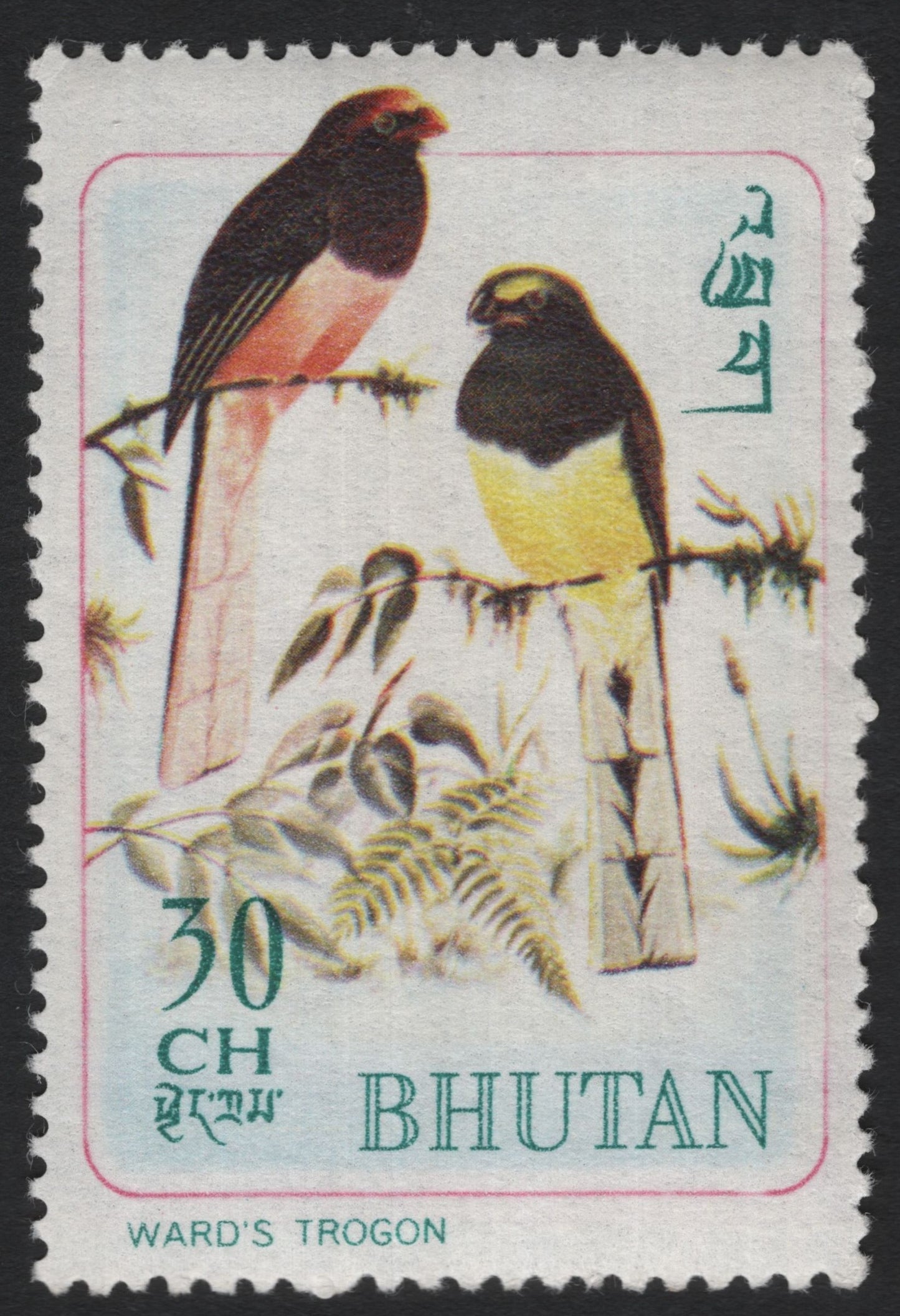 SCG5990 - Bhutan 30 Chhetrum – Ward’s Trogon (Harpactes wardi)