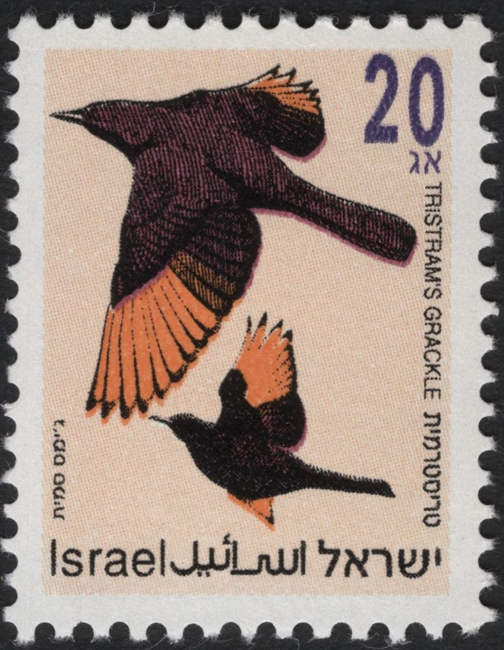 SCG5975 - Israel 1971 – Tristram’s Grackle (Onychognathus tristramii)