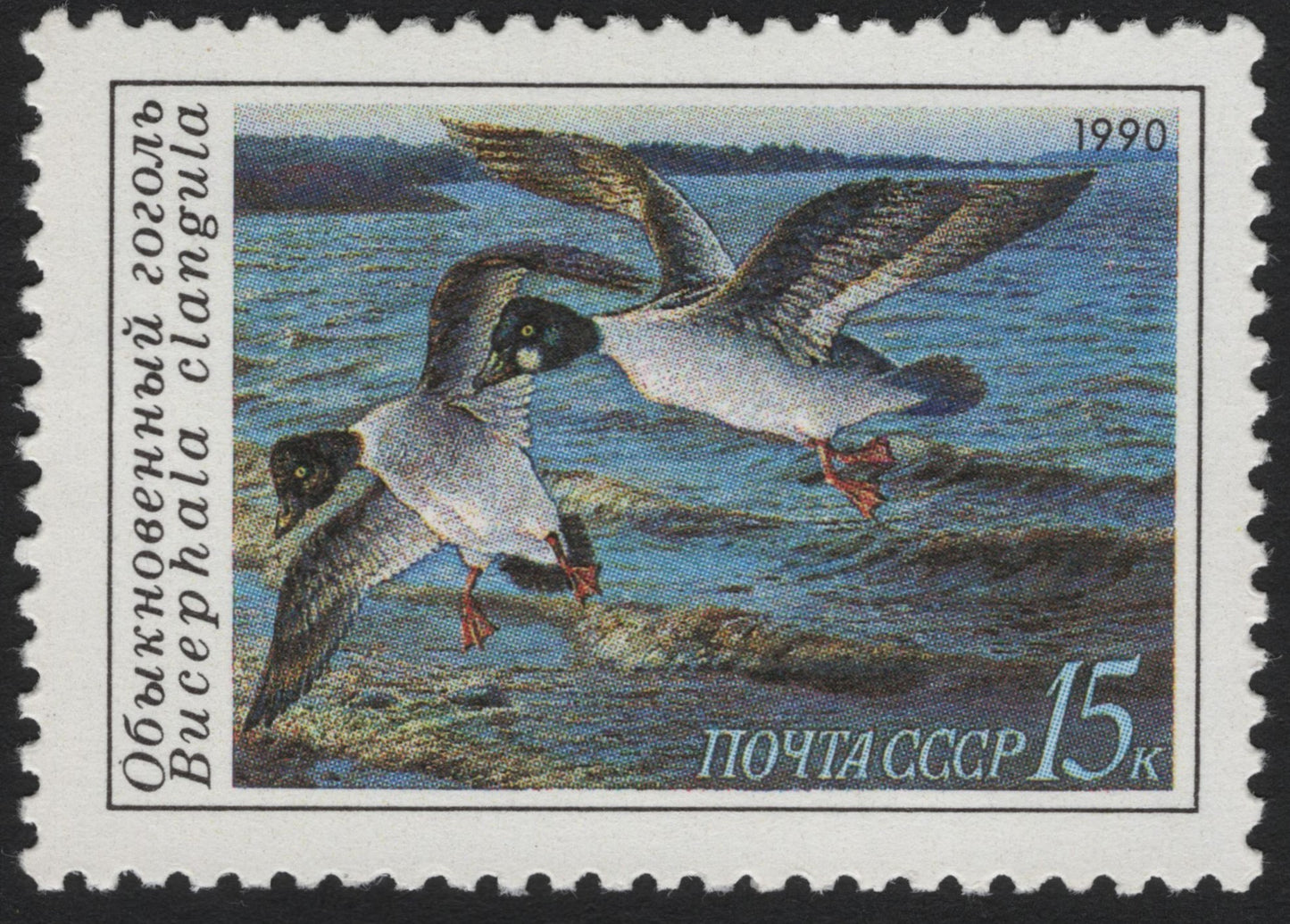 SCG6003 - USSR 1990 – Common Goldeneye (Bucephala clangula)