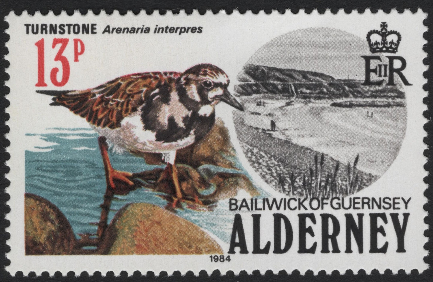 SCG6007 - Alderney 1984 Turnstone Stamp – Arenaria interpres
