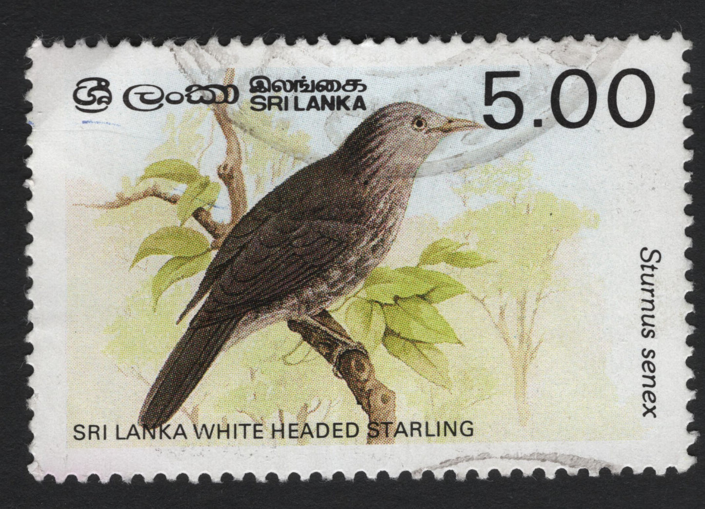 SCG6000 - Sri Lanka 5.00 Rupees – White-headed Starling (Sturnus senex)