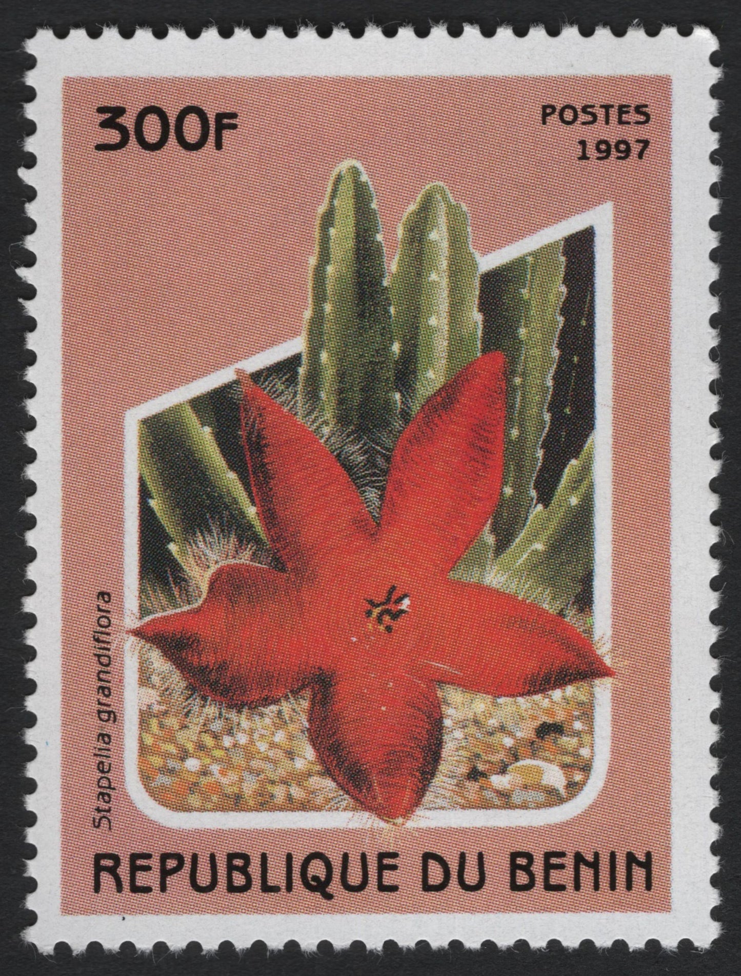 SCG6046 - Benin 1997 – Stapelia grandiflora (Cactus Flower)