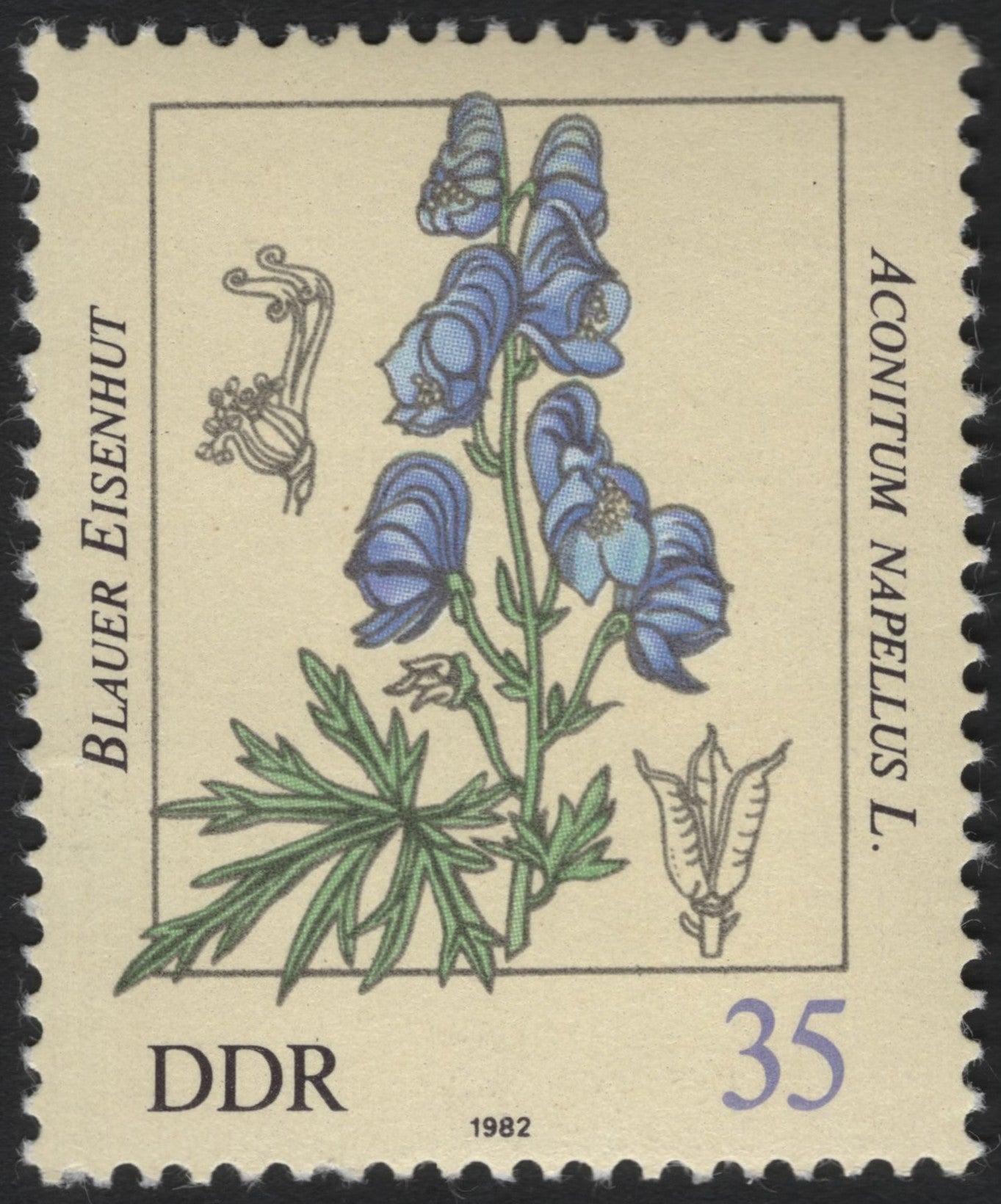 SCG6058 - DDR 1982 – Blauer Eisenhut (Aconitum napellus L.)