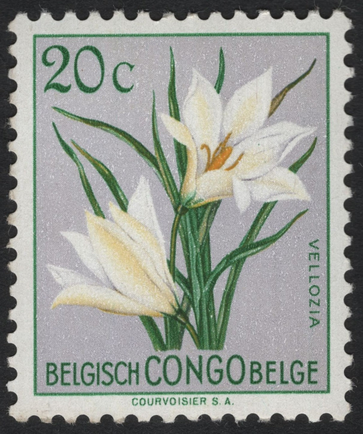 SCG6051 - Belgian Congo 20c Vellozia Wildflower (Courvoisier S.A.)