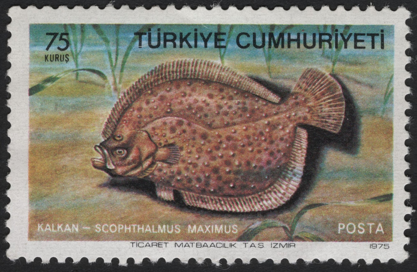 SCG7085 - Turkey 1975, 75 Kuruş “Kalkan (Turbot)”