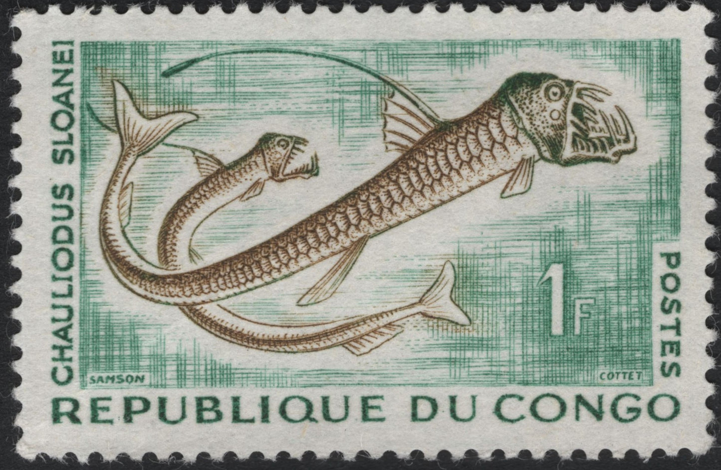 SCG7726 - Deep-Sea Viperfish – Chauliodus Sloanei, Republic of Congo