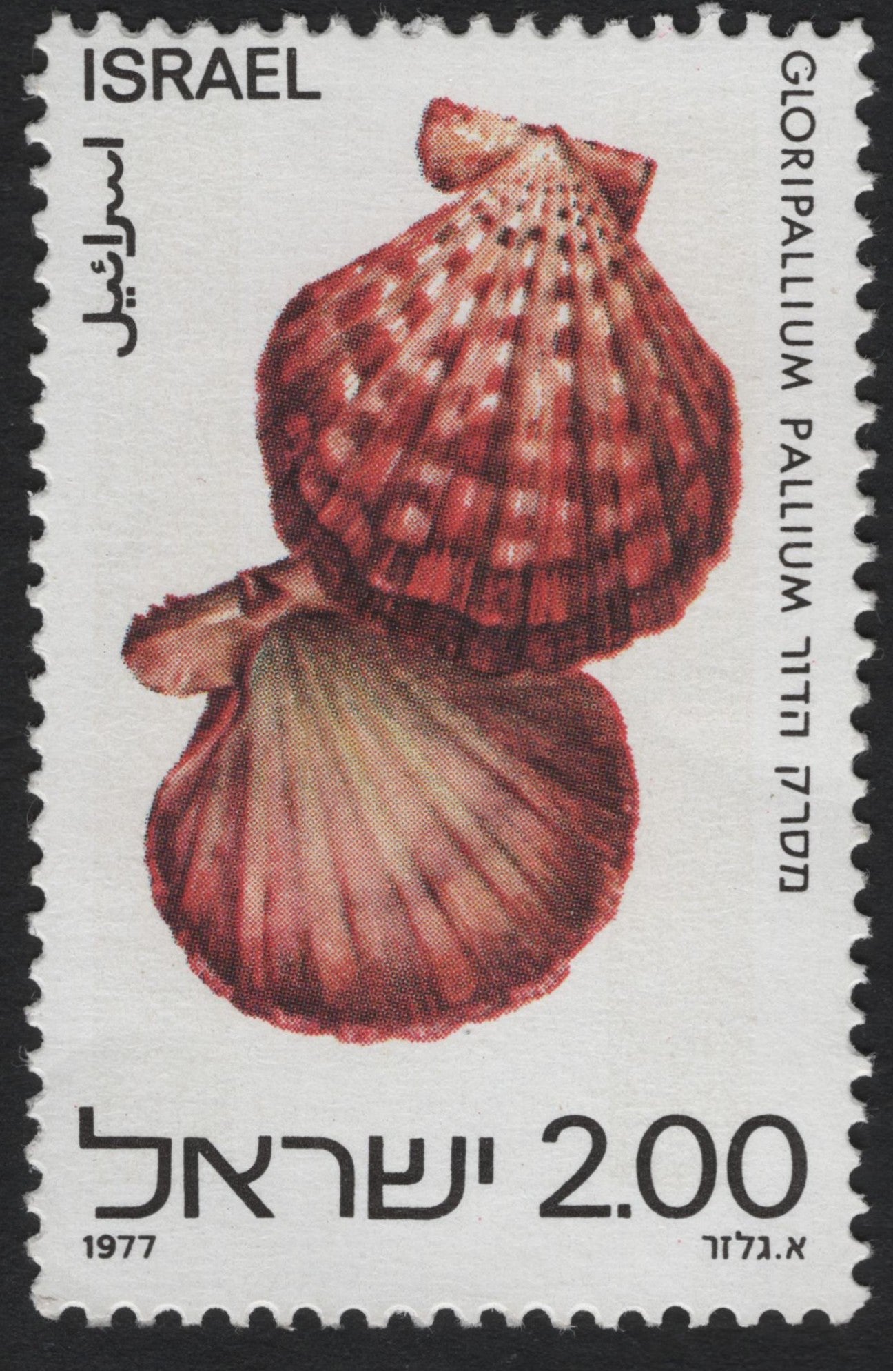SCG7909 - Israel 1977 – Gloripallium Pallium Seashell