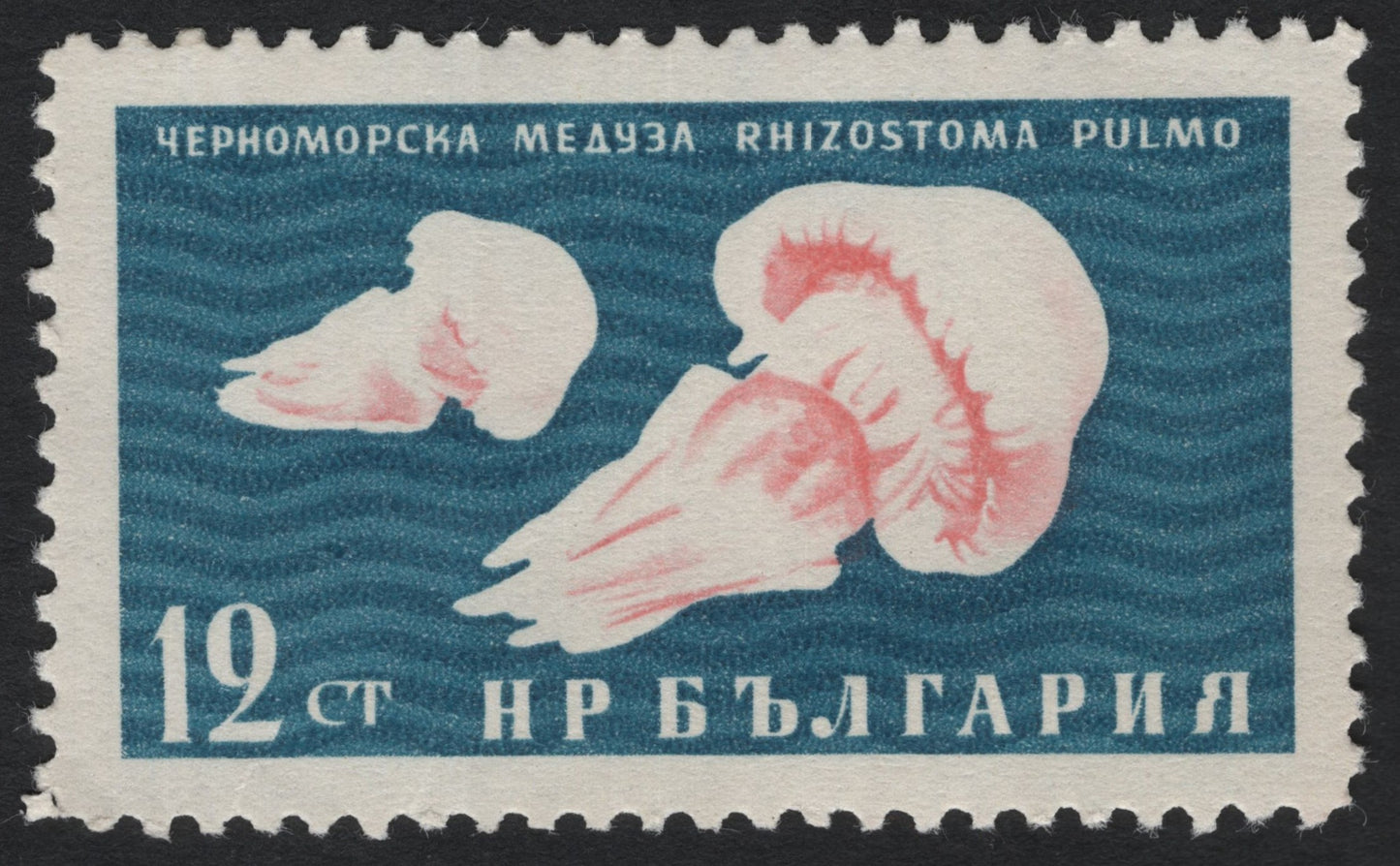 SCG7977 - Bulgaria 1964 – Black Sea Jellyfish (Rhizostoma pulmo)