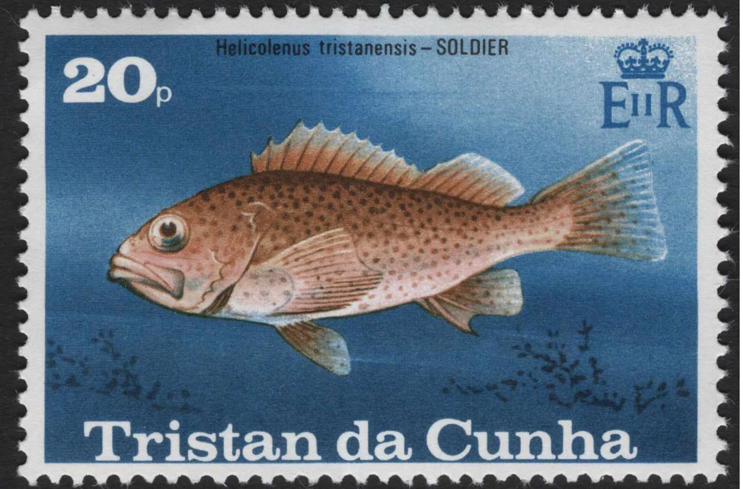 SCG8705 - Tristan da Cunha – Marine Life Series (Concha and Soldier Fish)