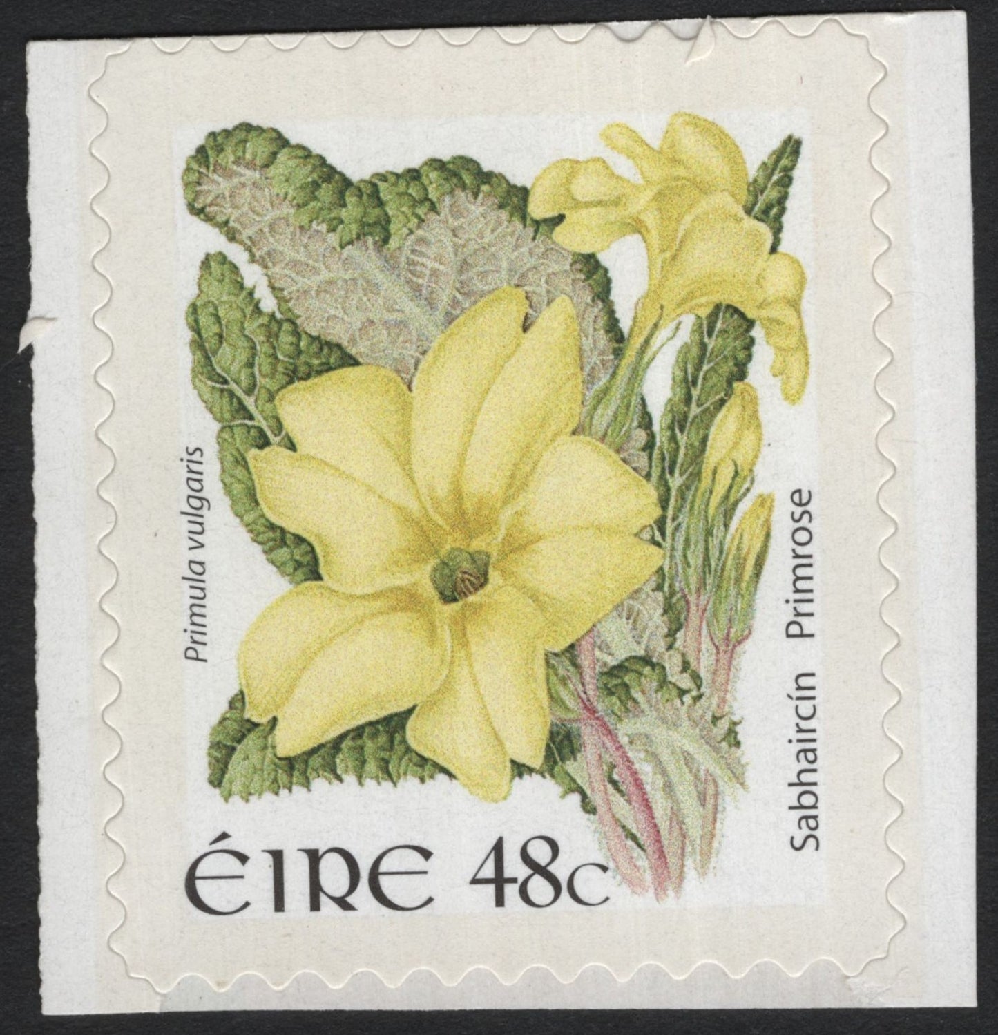 SCG8271 - Ireland 2004 – Primrose (Primula vulgaris)