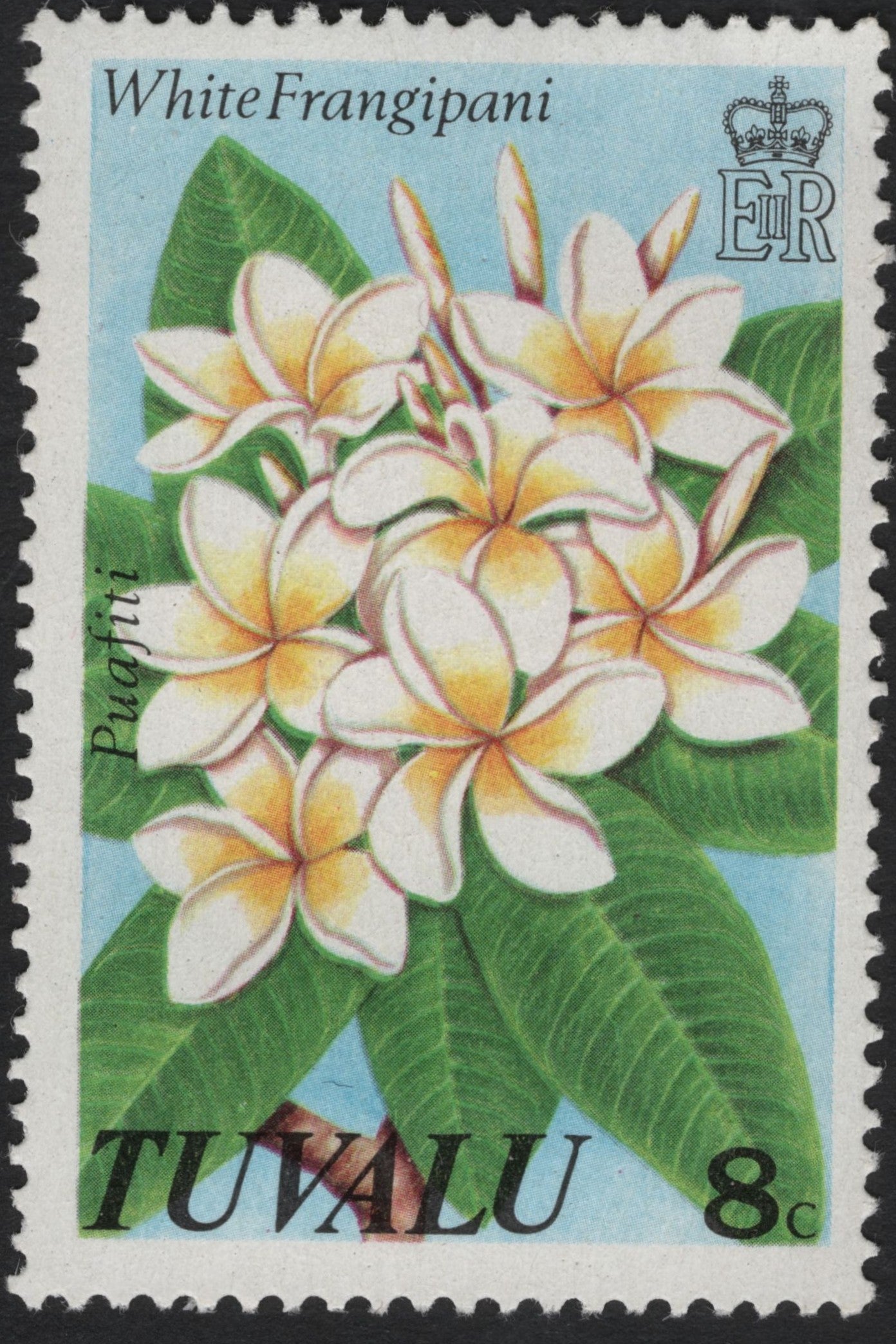 SCG8587 - Tuvalu 8c “White Frangipani” Stamp (Puafiti)