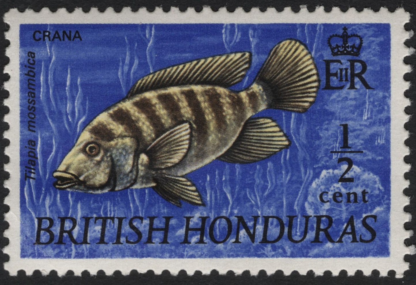 SCG8775 - British Honduras ½ Cent “Tilapia mossambica” Stamp (Queen Elizabeth II Era)