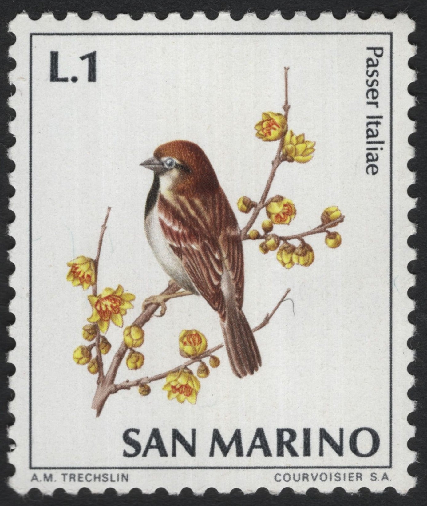 SCG9118 - San Marino – Italian Sparrow (Passer italiae), L.1