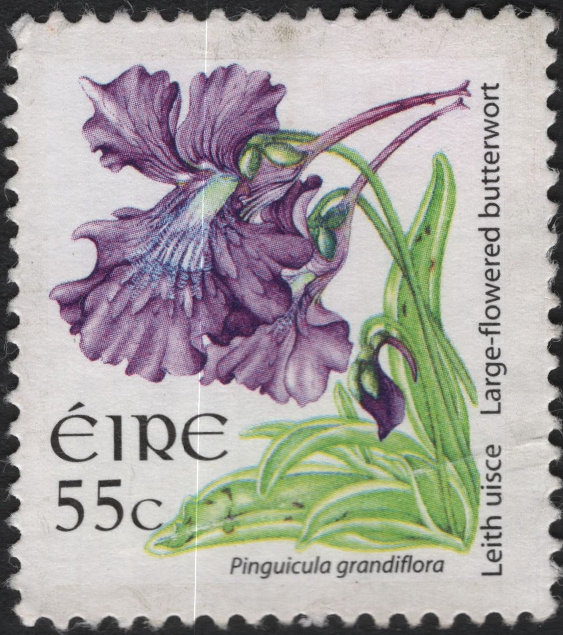SCG10206 - 🇮🇪 Ireland 55c – Large-Flowered Butterwort (Pinguicula grandiflora)