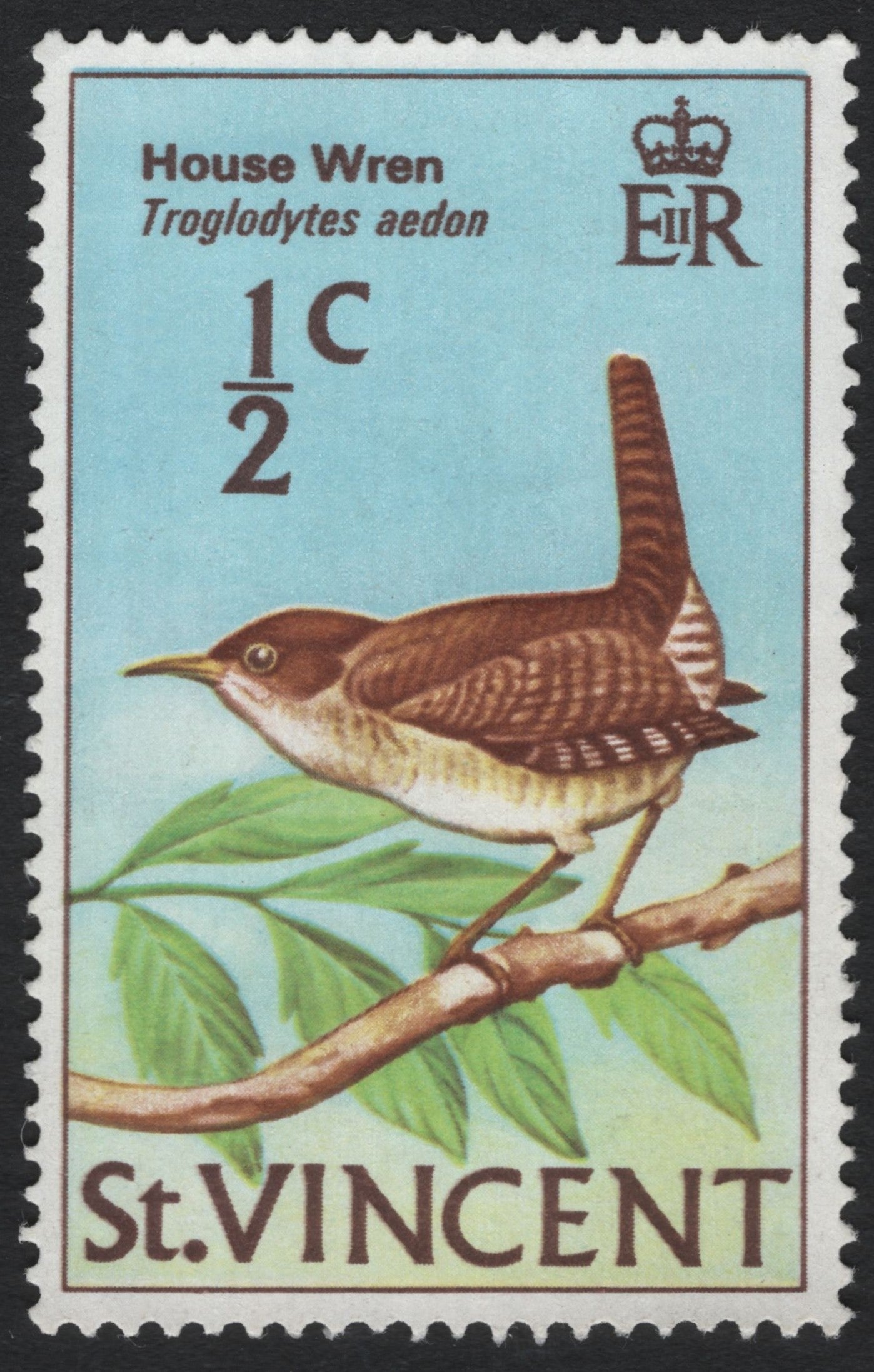 SCG10452 - St. Vincent – House Wren (Troglodytes aedon) – ½c Bird Definitive