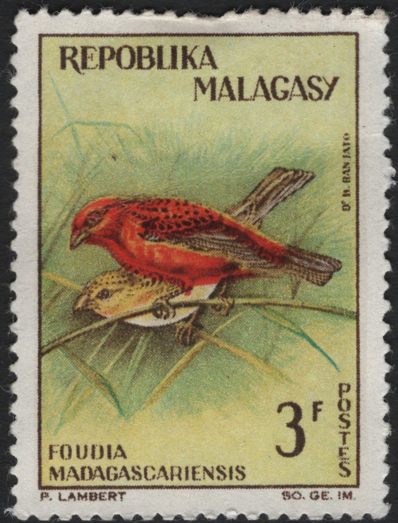 SCG10455 - Madagascar 3F “Foudia madagascariensis” Red Fody – Bird Definitive