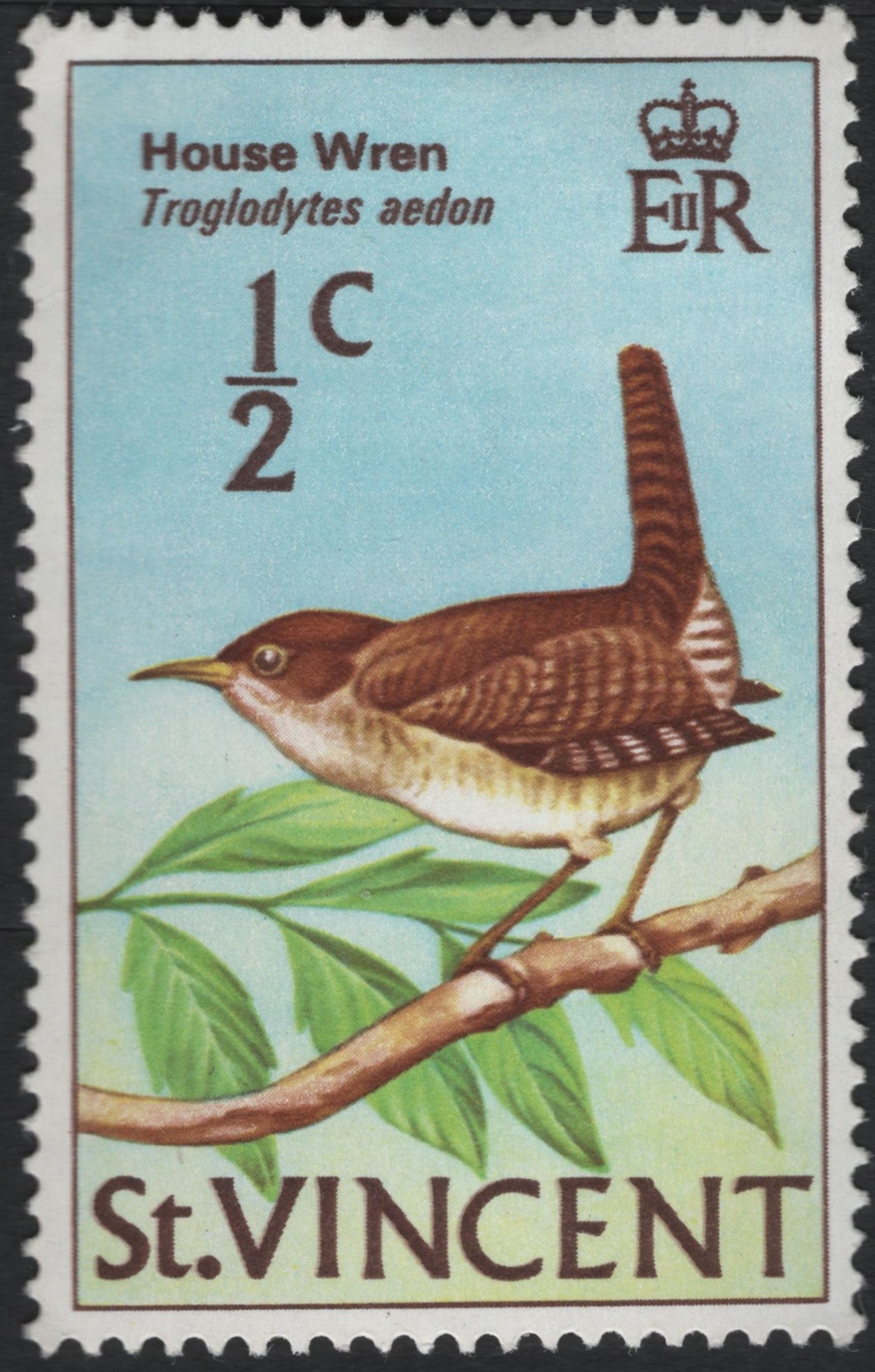 SCG10462 - St. Vincent – House Wren (Troglodytes aedon) – ½c Bird Definitive