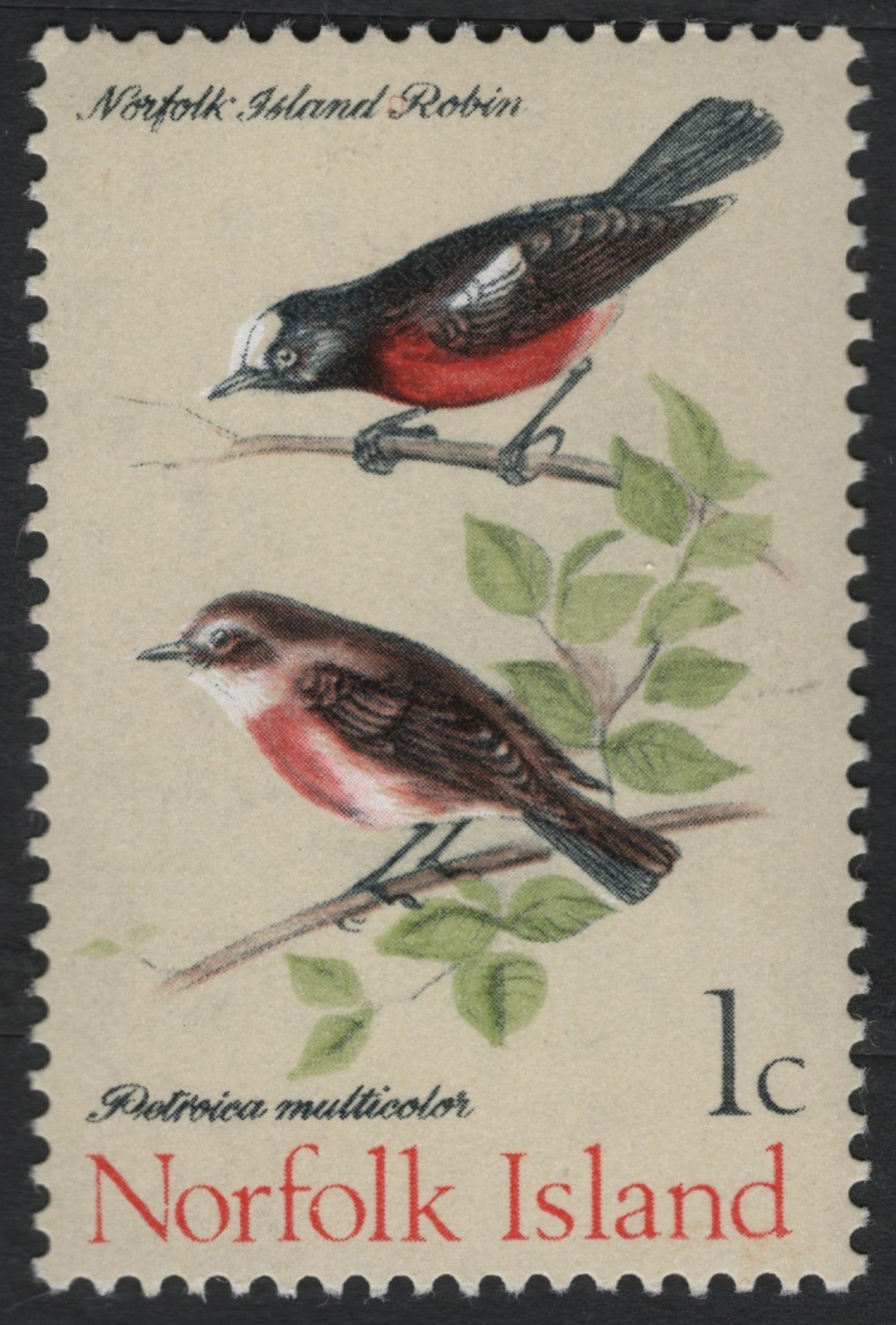 SCG10463 - Norfolk Island 1c Norfolk Island Robin – Petroica multicolor (Mint)V
